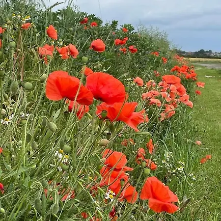 豪华帐篷 Roe Deer Meadow At Carr House Farm