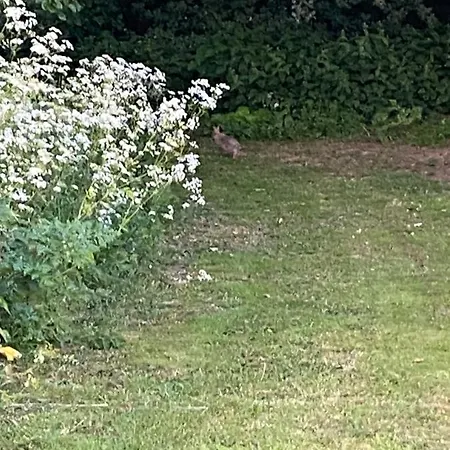 Roe Deer Meadow At Carr House Farm Luxe tent *