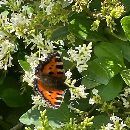 Roe Deer Meadow At Carr House Farm 豪华帐篷 斯卡伯勒