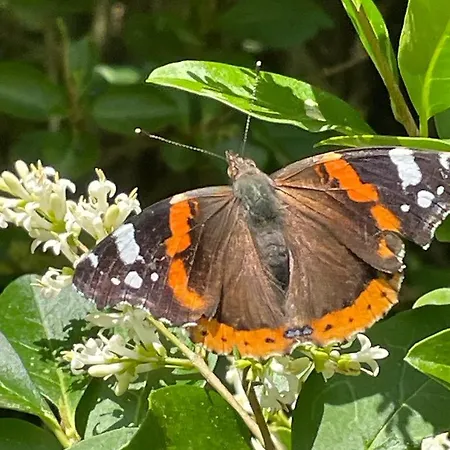 豪华帐篷 Roe Deer Meadow At Carr House Farm *