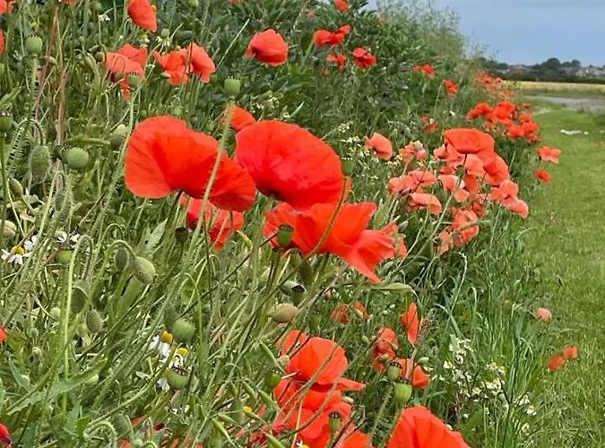 Luxury tent Roe Deer Meadow At Carr House Farm