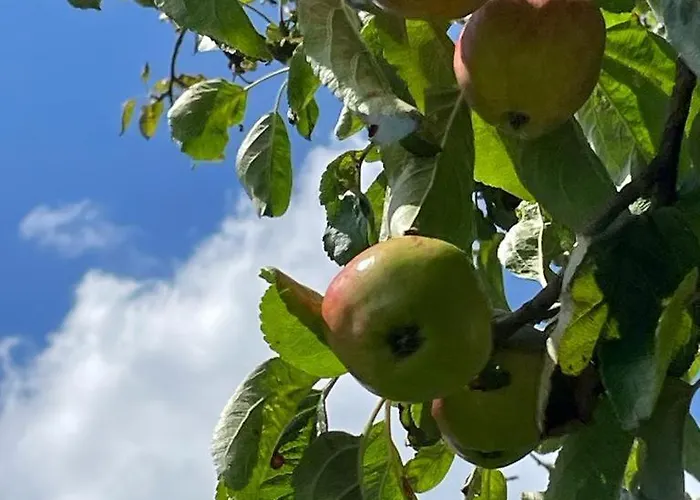 Roe Deer Meadow At Carr House Farm * Scarborough